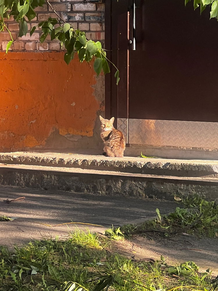📷🐈