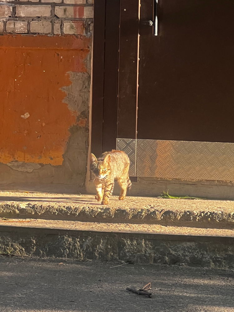 📷🐈