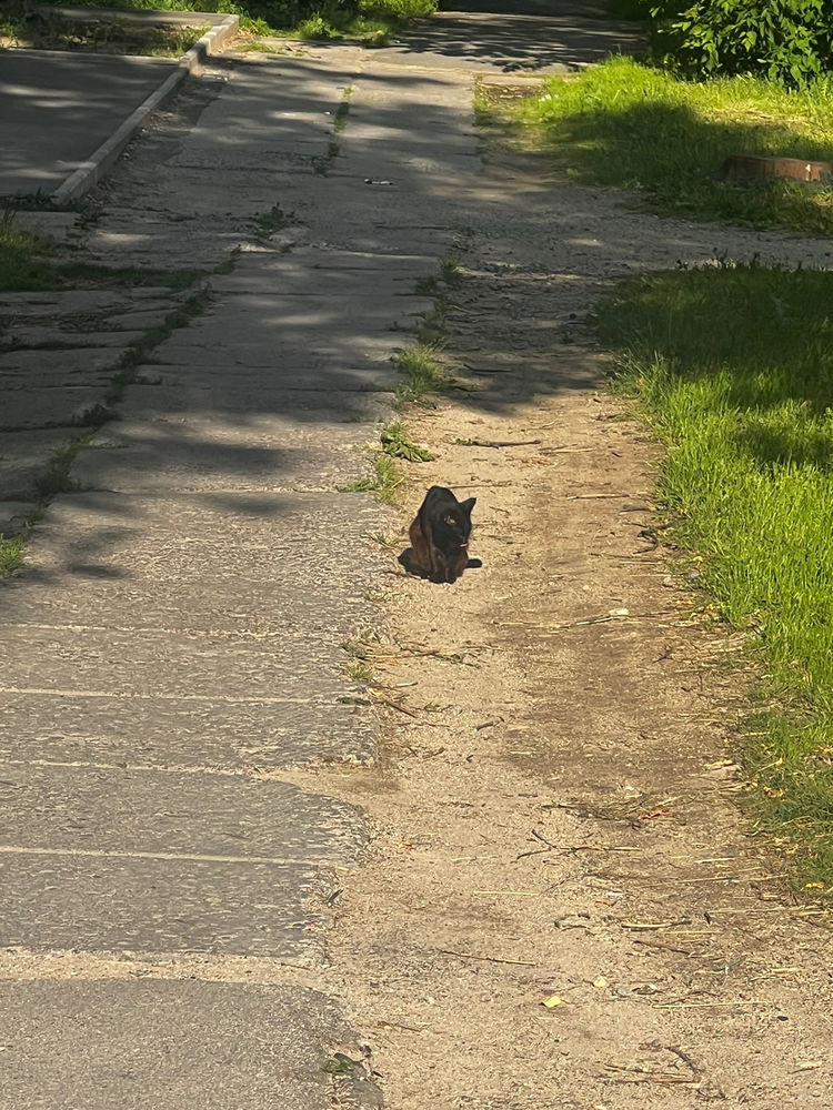 📷🐈