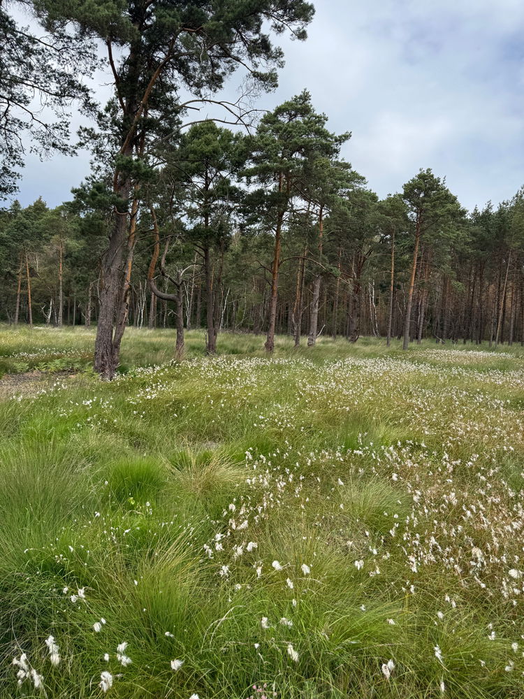 Ottenhagener Moor - Kleine Wanderung