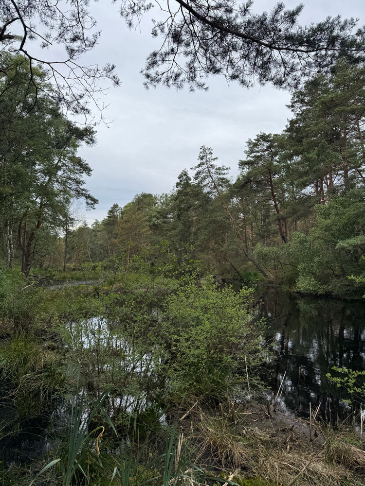 Ottenhagener Moor - Kleine Wanderung