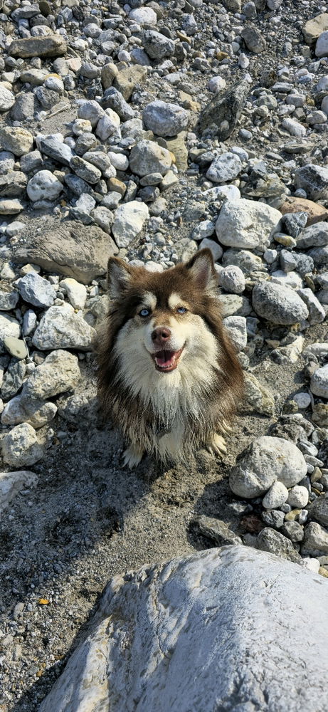 🐕