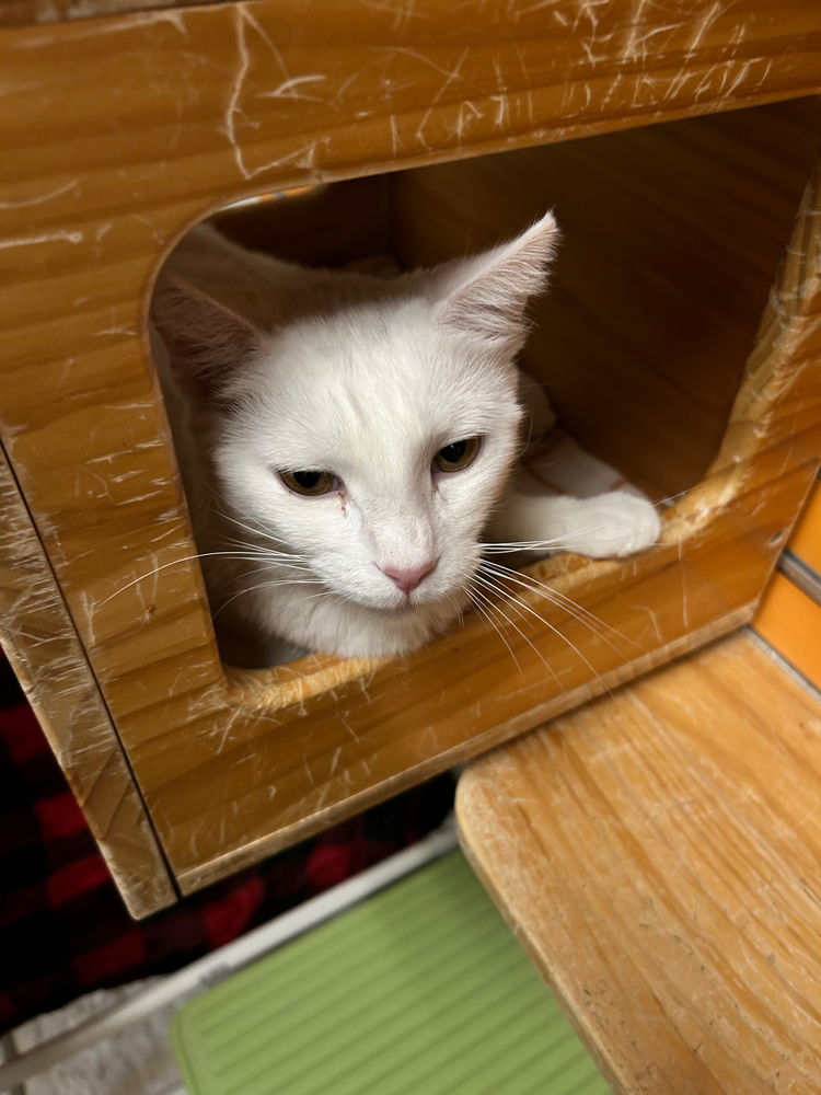 This one was my favorite her name is Frissy she was very affectionate 