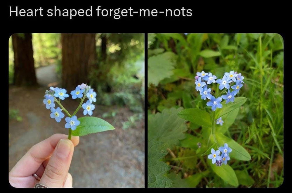 🩵 🍃☀️