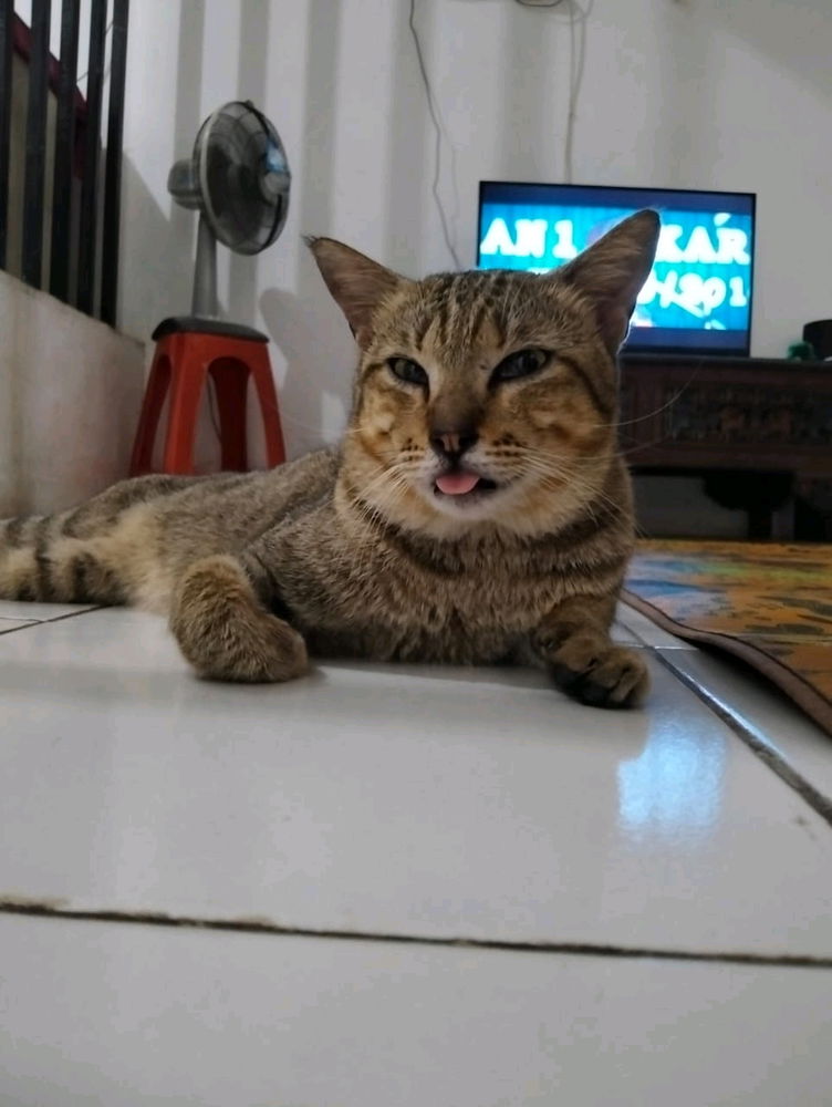 Di rumah aja maen ama anak harimau 🐅
