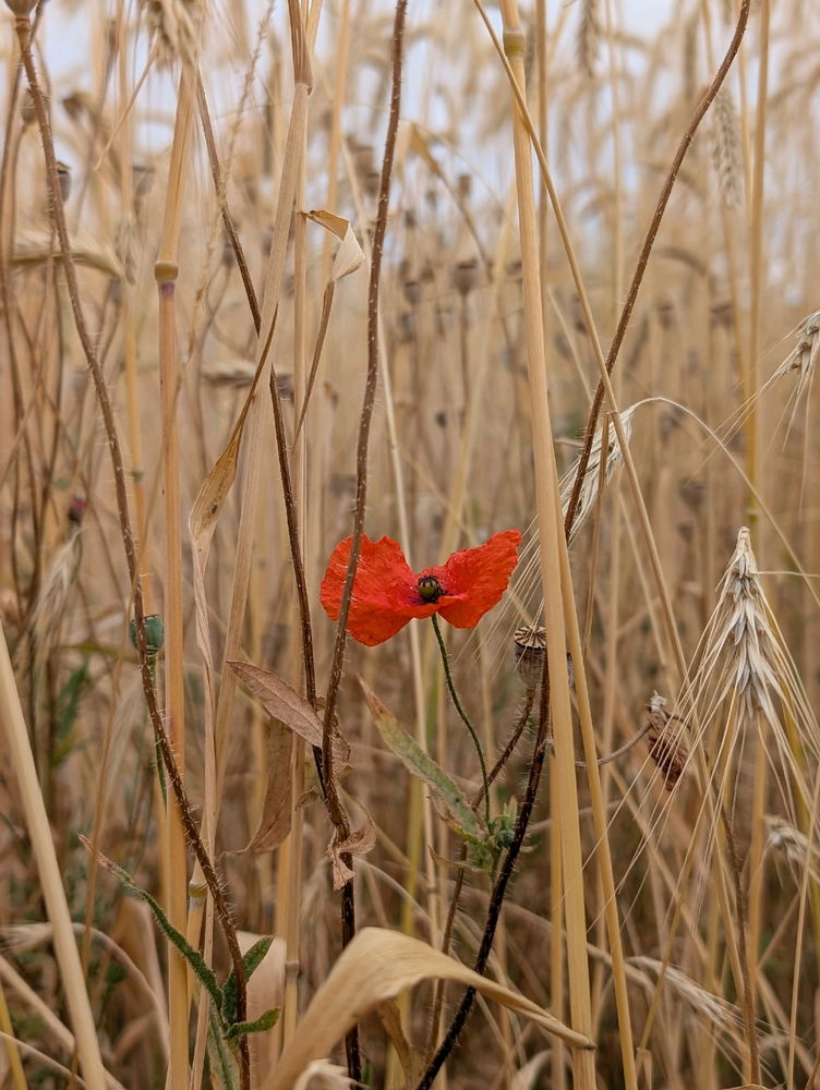 Coquelicot