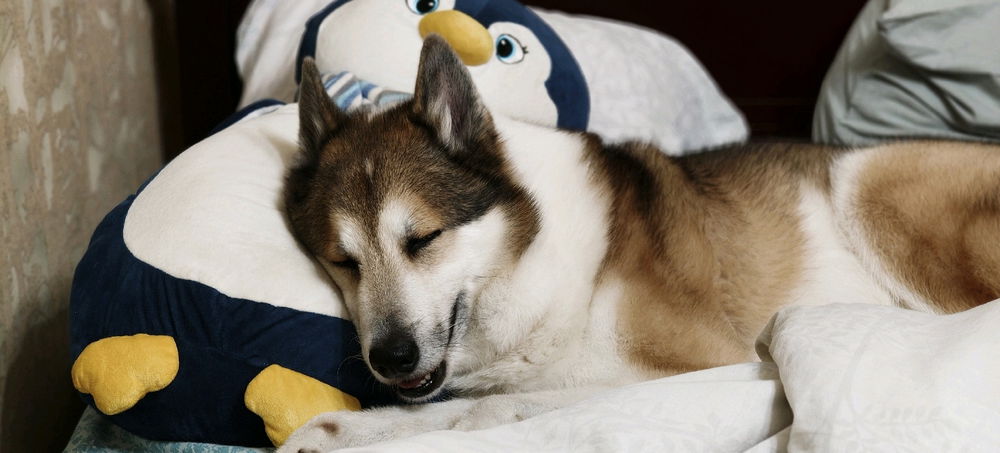 🐶😴