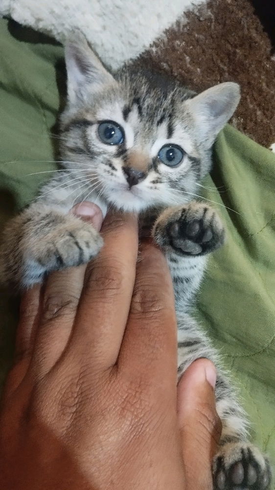 Meus Gatos, tinha um enorme preconceito, mas a independência deles me fez gostar.