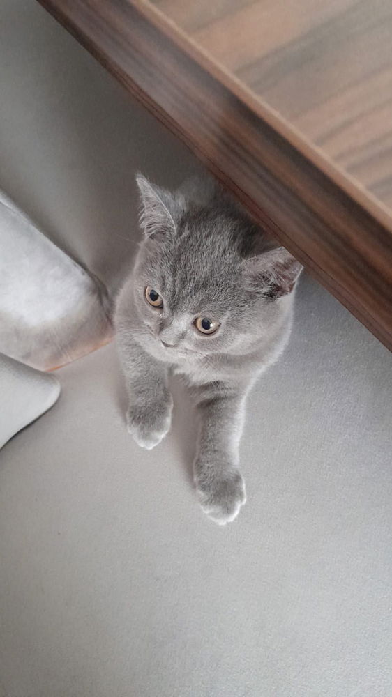 😺