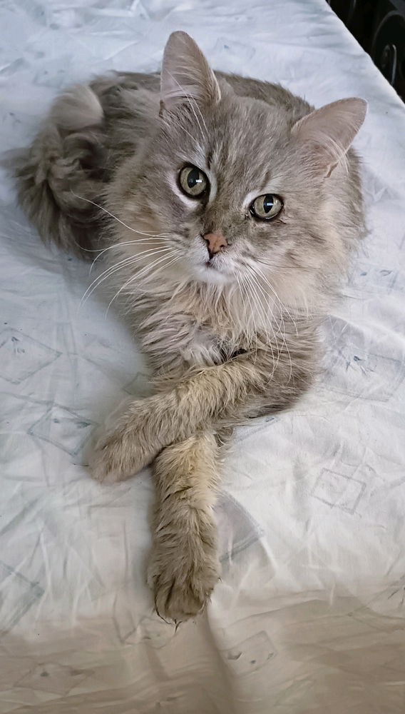 Leo