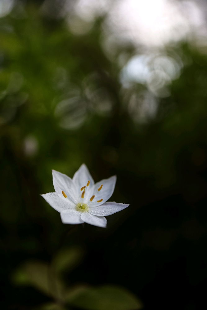 Arctic starflower, mountain everlasting and dryas octopetala