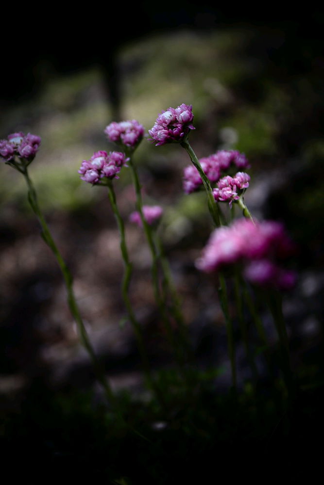 Arctic starflower, mountain everlasting and dryas octopetala