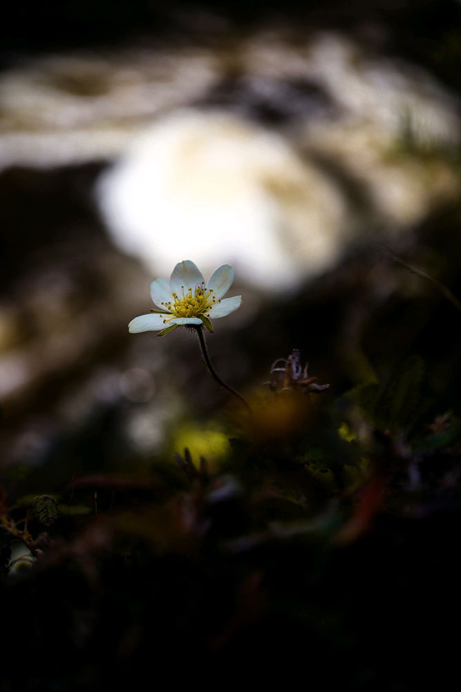 Arctic starflower, mountain everlasting and dryas octopetala