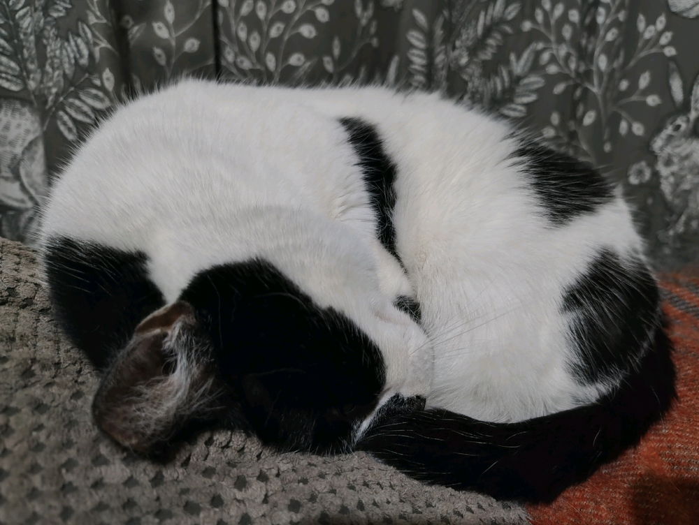 Harry , my rescue cat