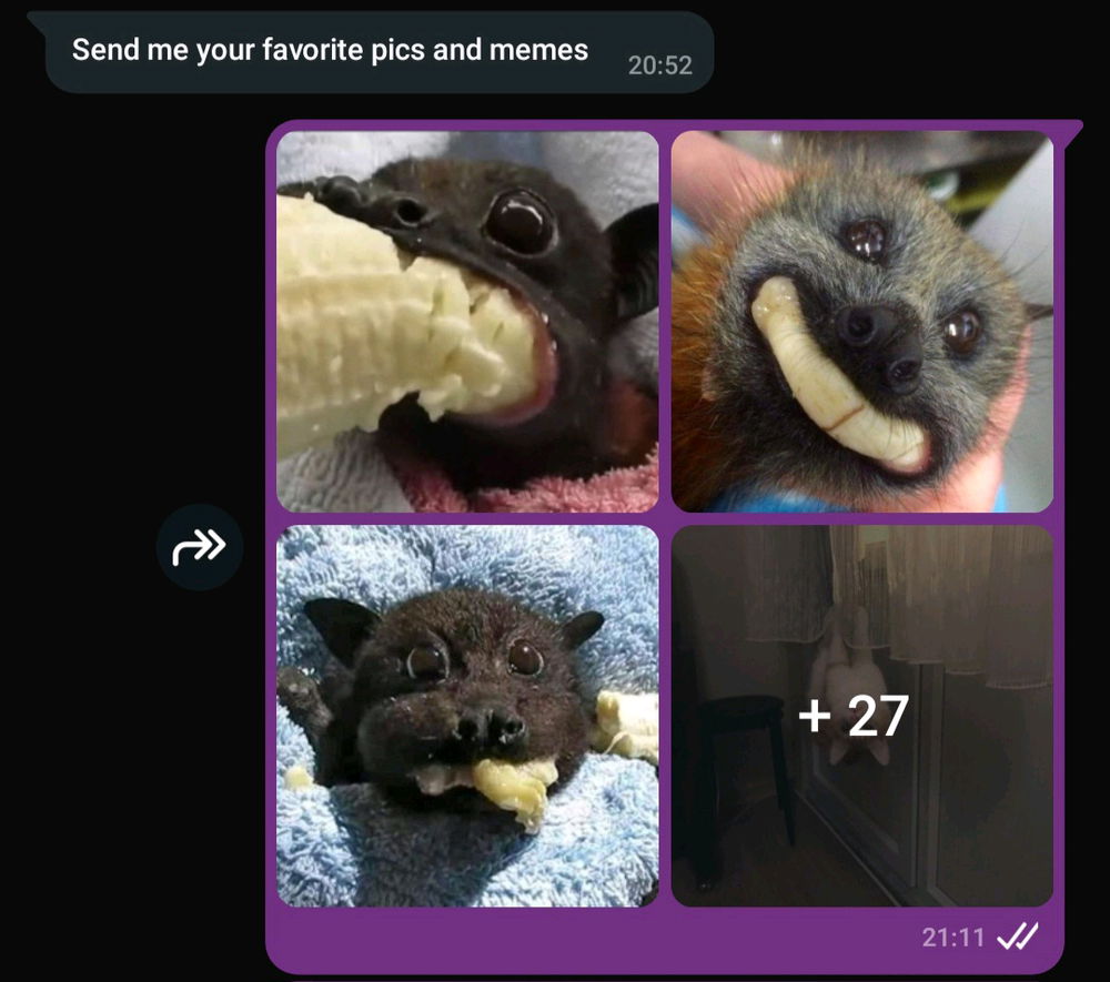Bats munching on bananas >>>