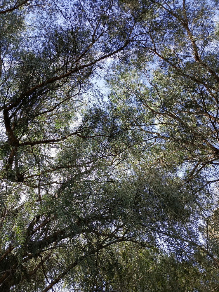 Pasen fotos de sus paisajes bonitos y lugares verdes. ✨