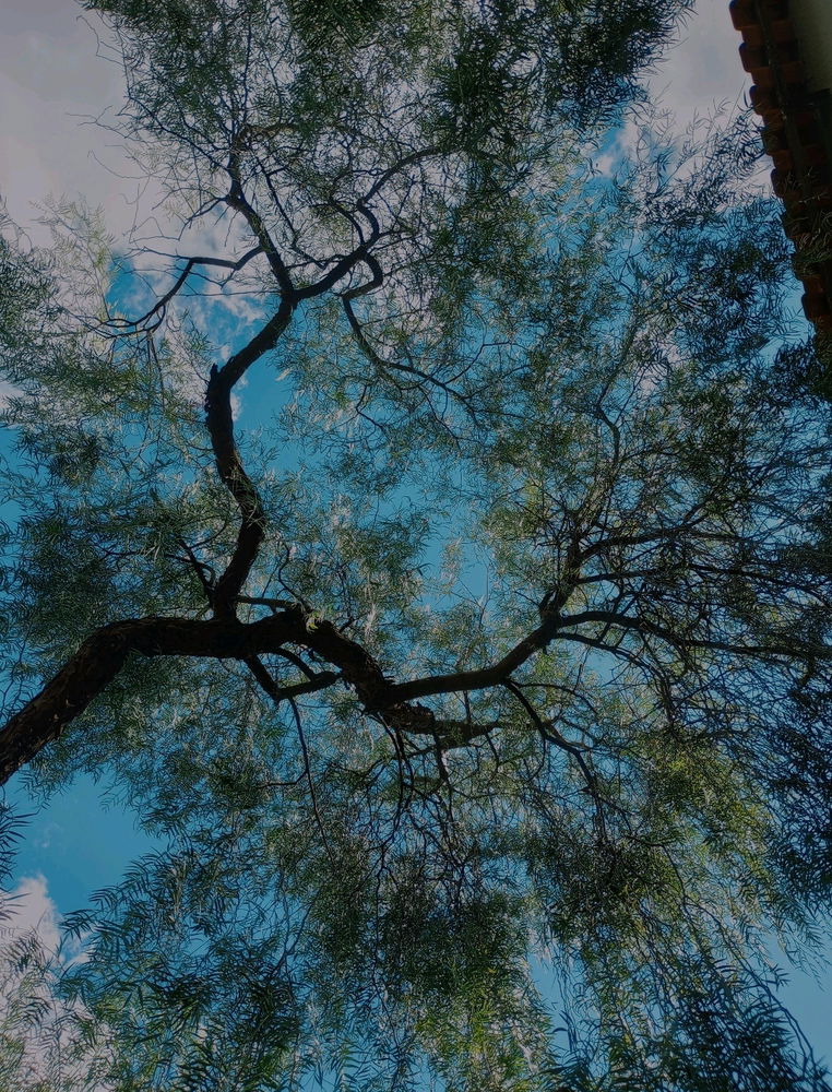 Fotografia como hobby 📸