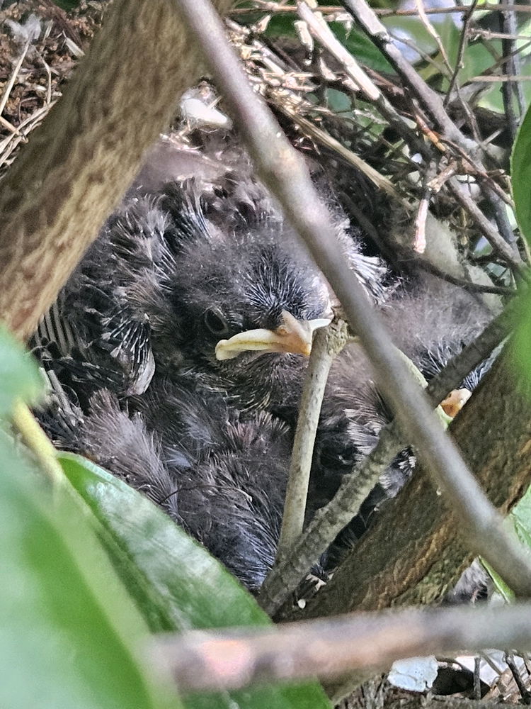 Mockingbird Fledglings.