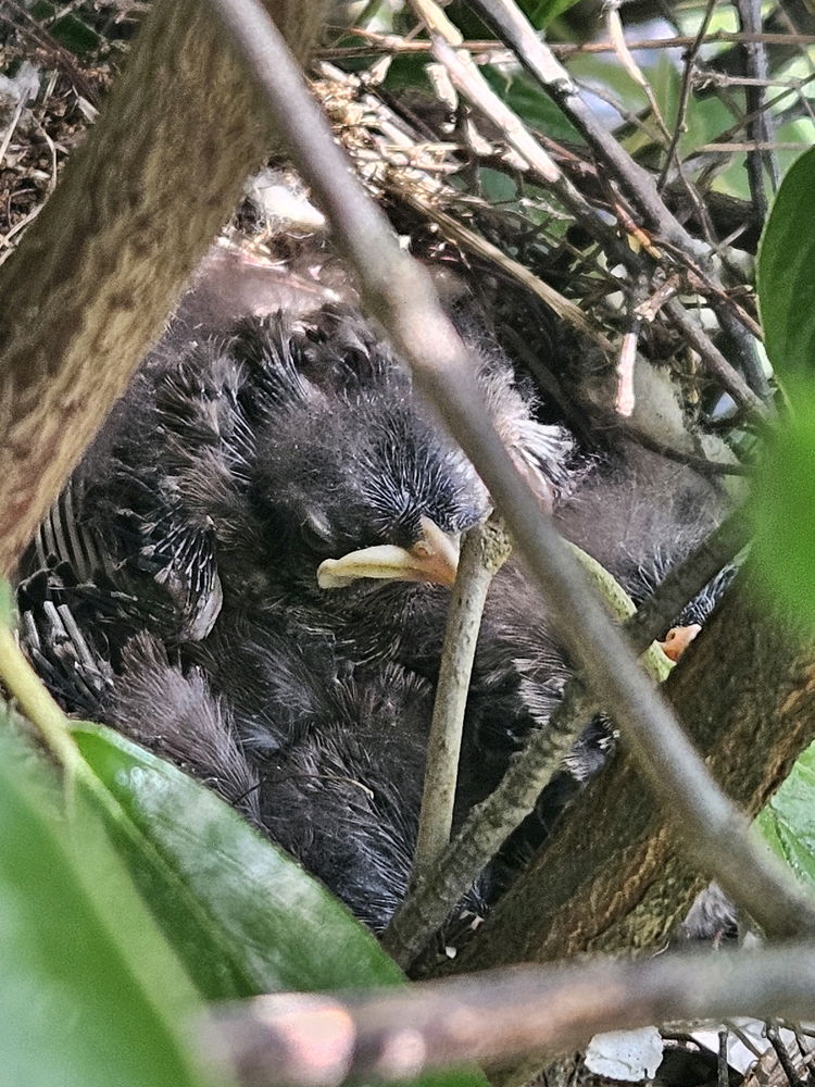 Mockingbird Fledglings.