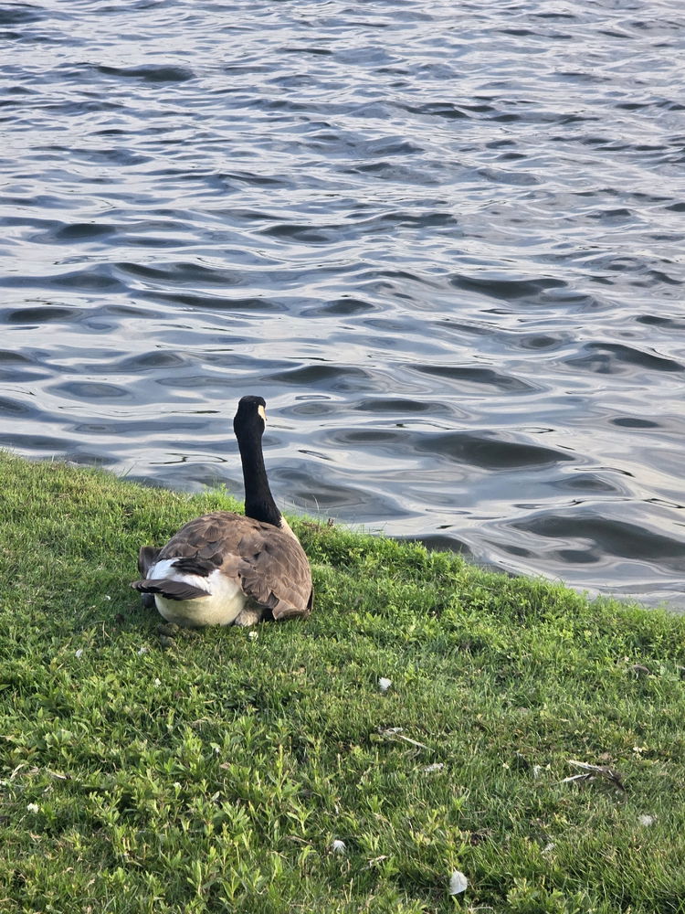 It is okay to sit and enjoy the breeze and the calming sounds of the river :)