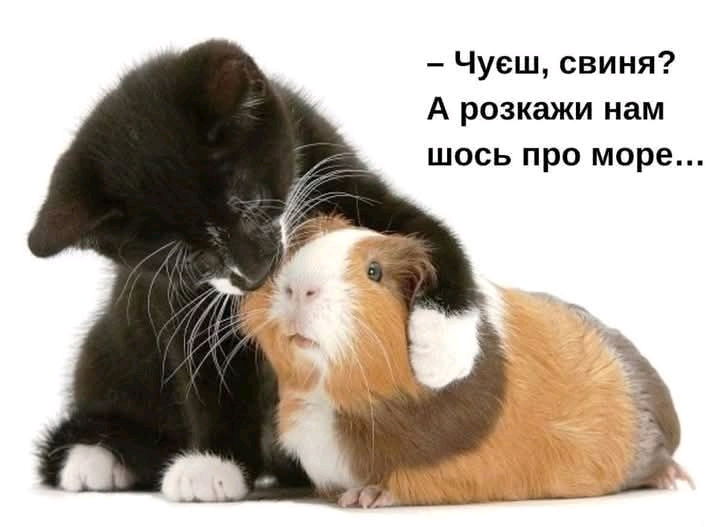 А ви вже на марях?