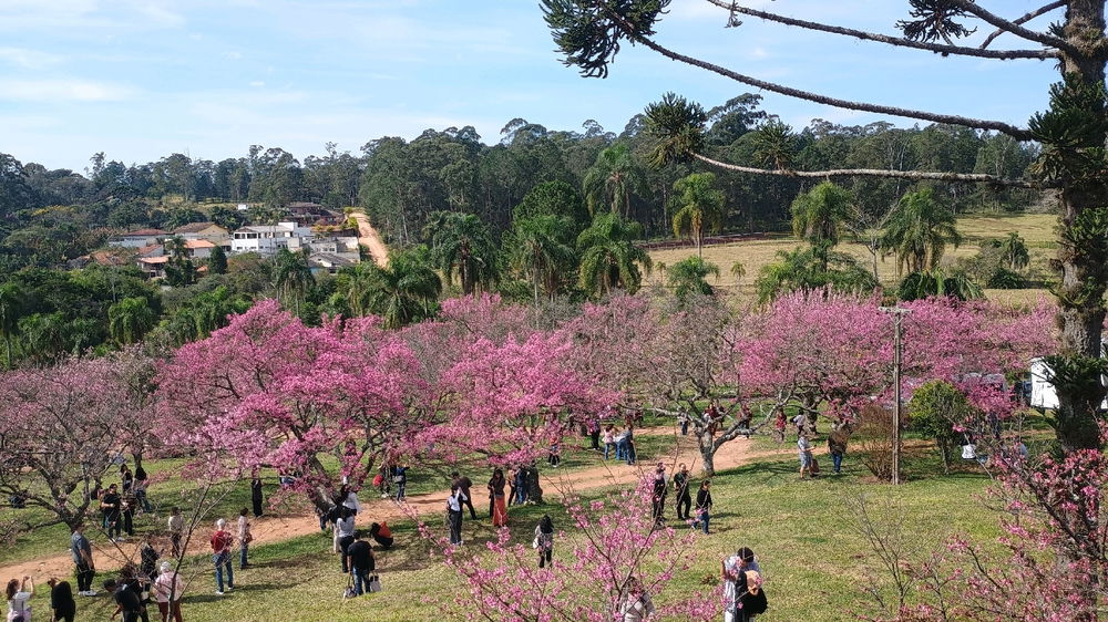 Festival das cerejeiras