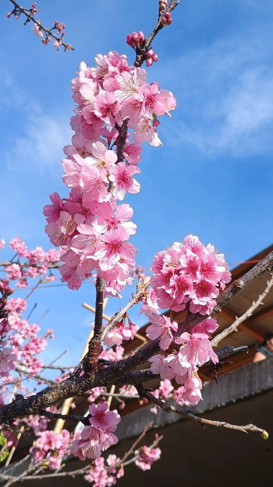 Sakura