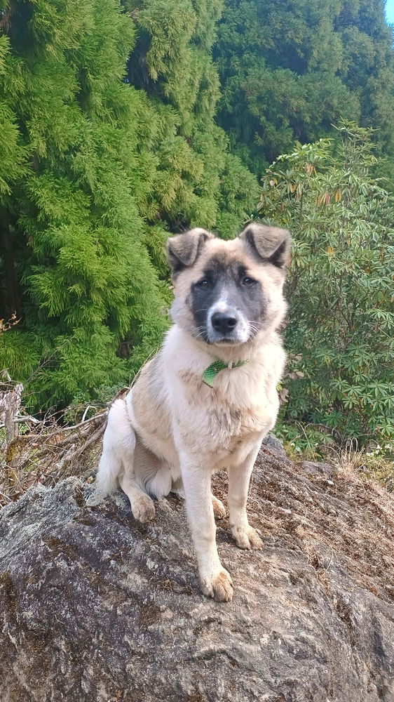 Mountain Dog - Sikkim