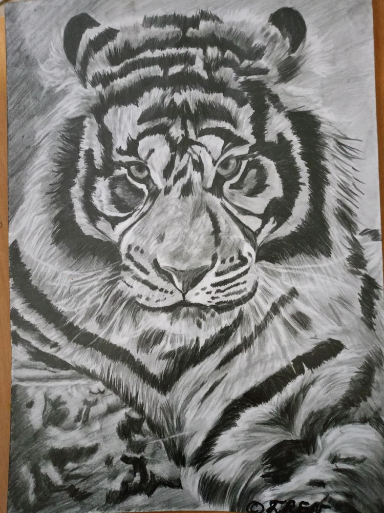 Его Величество Тигр 🐯