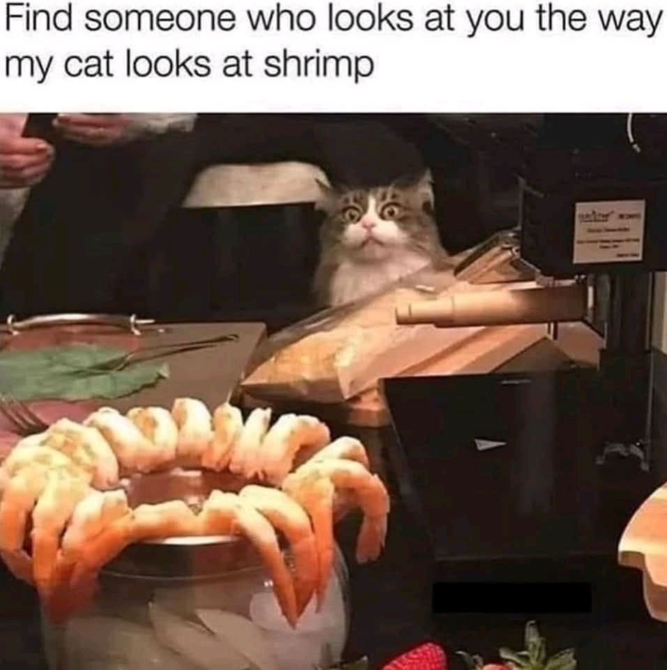 Find Someone Who Looks At You Like the Cat