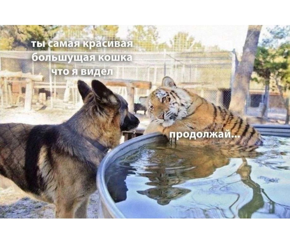 Что вам мешает говорить комплименты? 😁