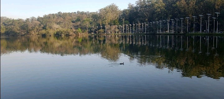 Bom dia ! 🌳🦢
