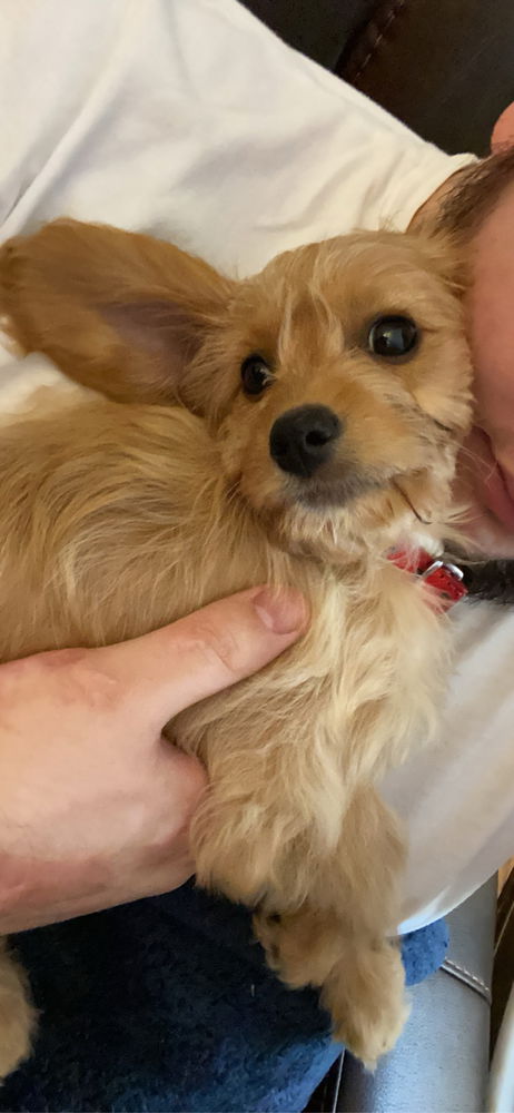 Puppy