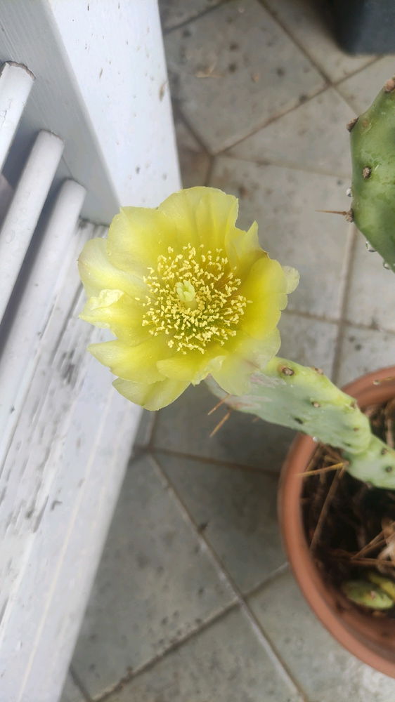 Primo fiore del fico eoliano