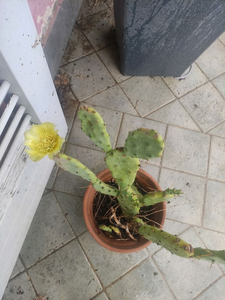 Primo fiore del fico eoliano
