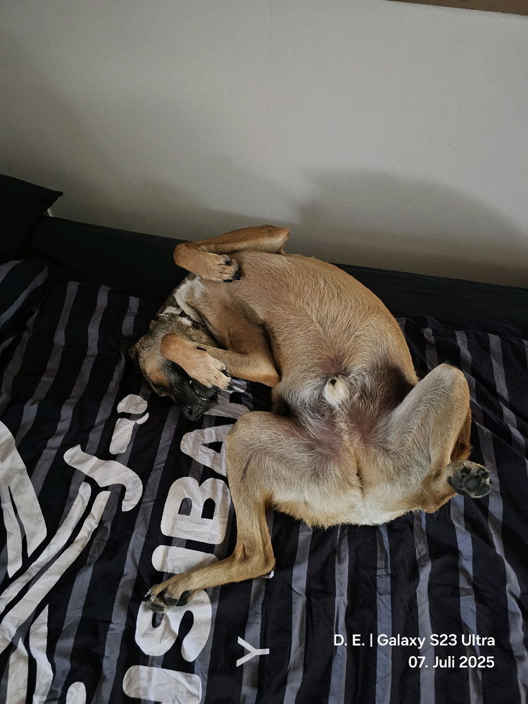 Ich glaube mein Hund identifiziert sich als Katze 😂