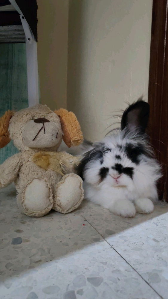 Mi bebé 🐰