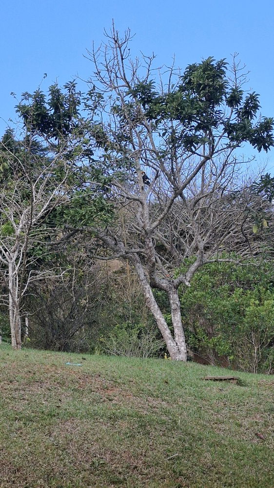 Passeio
