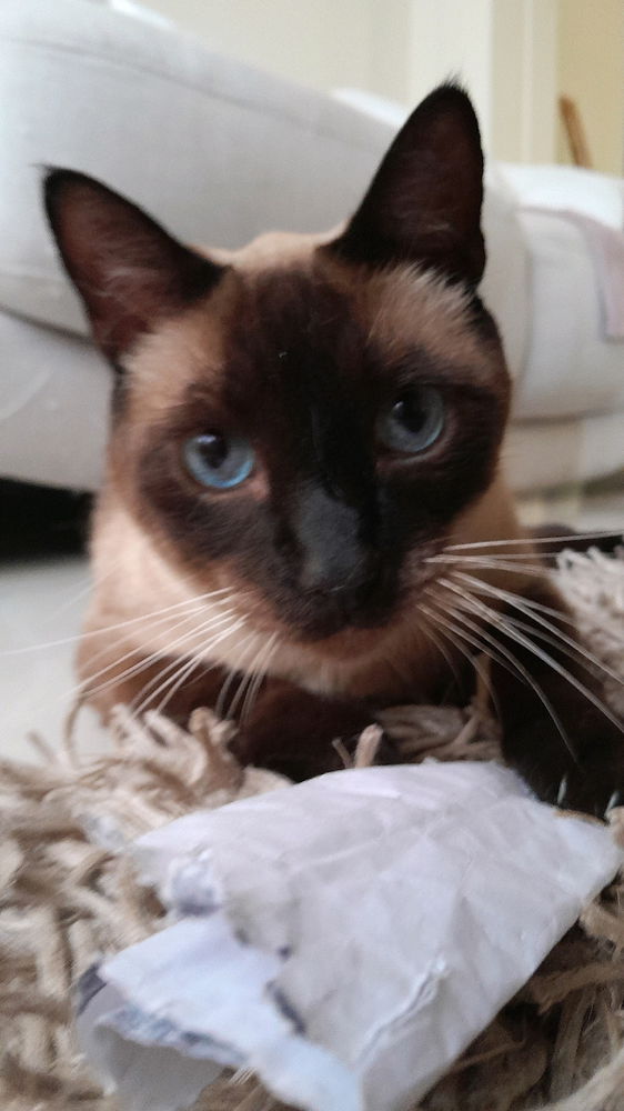 My cat.. Boots