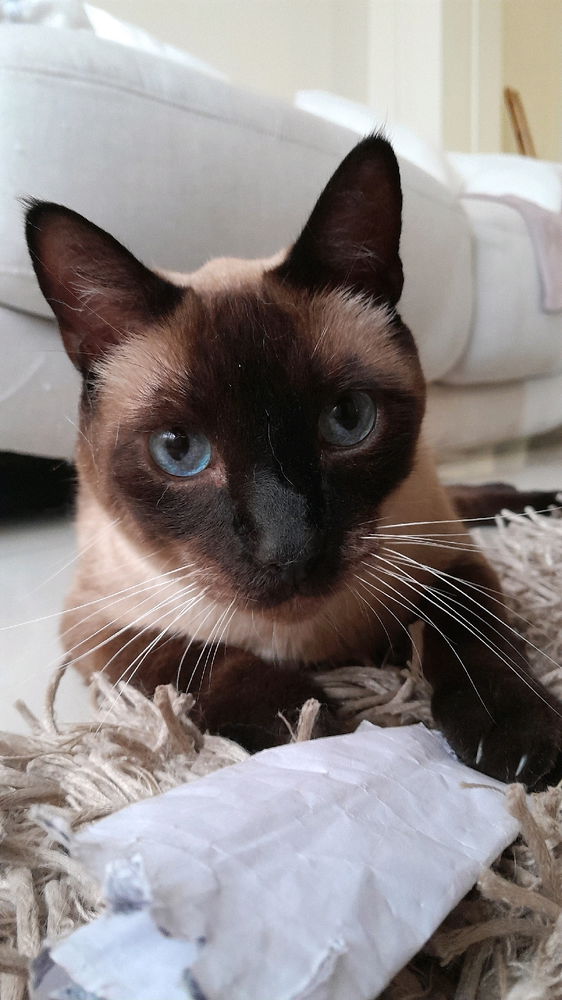 My cat.. Boots