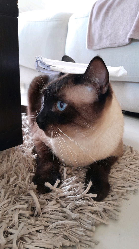 My cat.. Boots