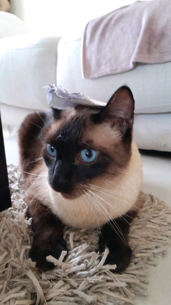 My cat.. Boots