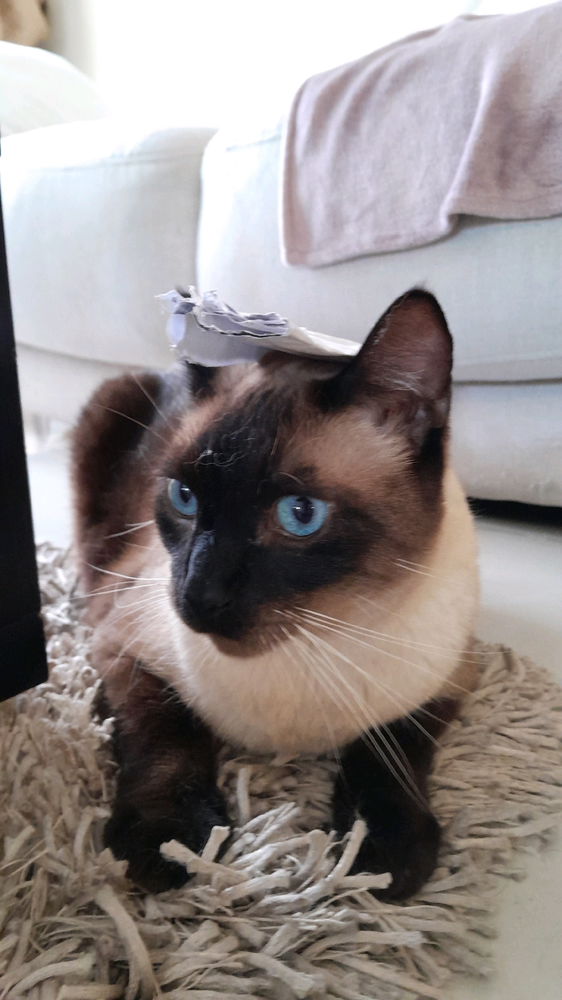My cat.. Boots