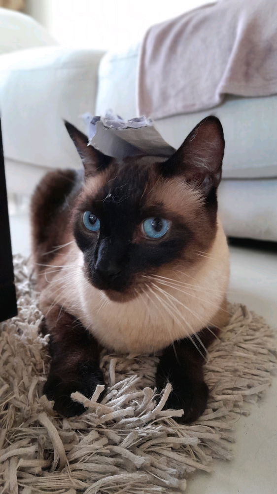 My cat.. Boots