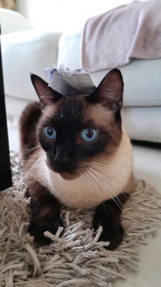 My cat.. Boots