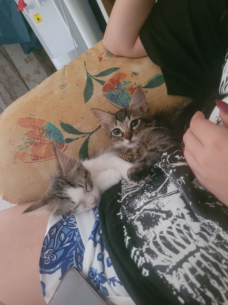 Mis bbs