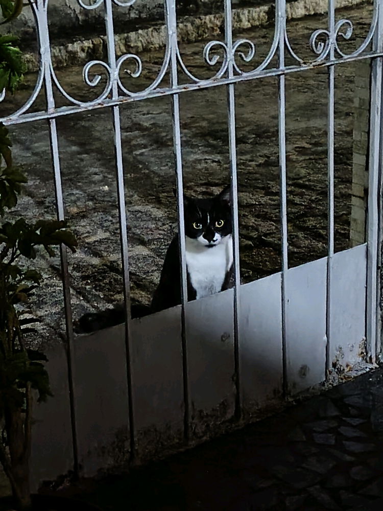 È veramente bel visitante che viene da mangiare
