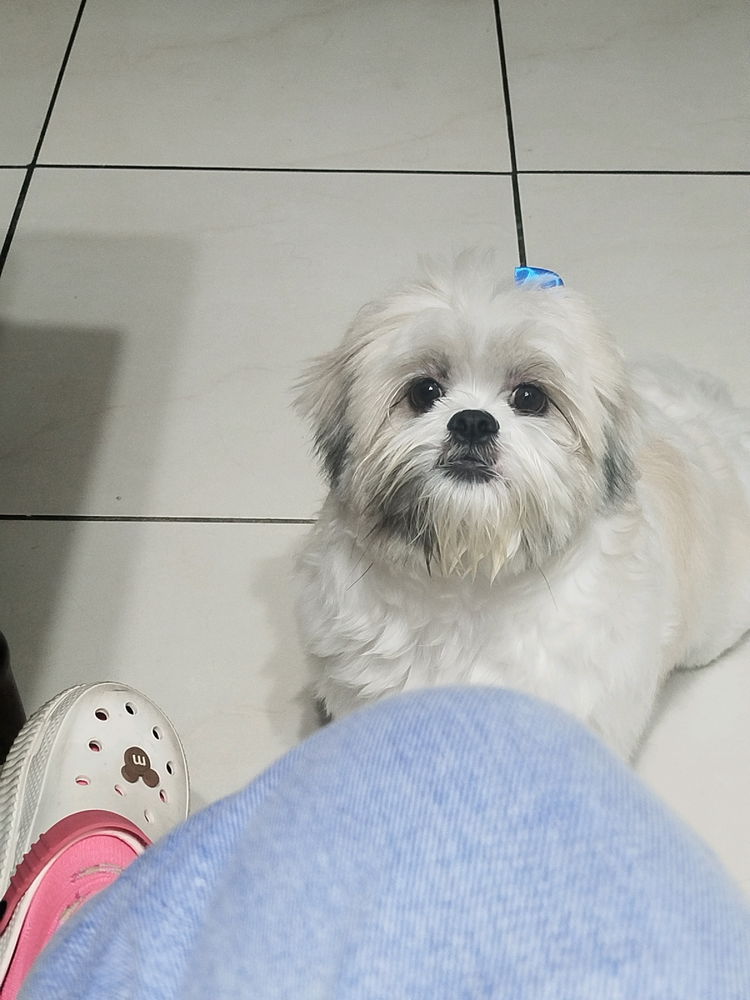 Dogs