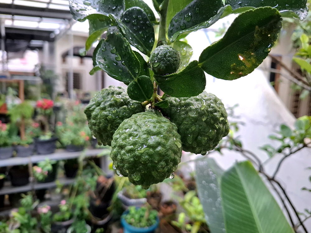 Kaffir Lime