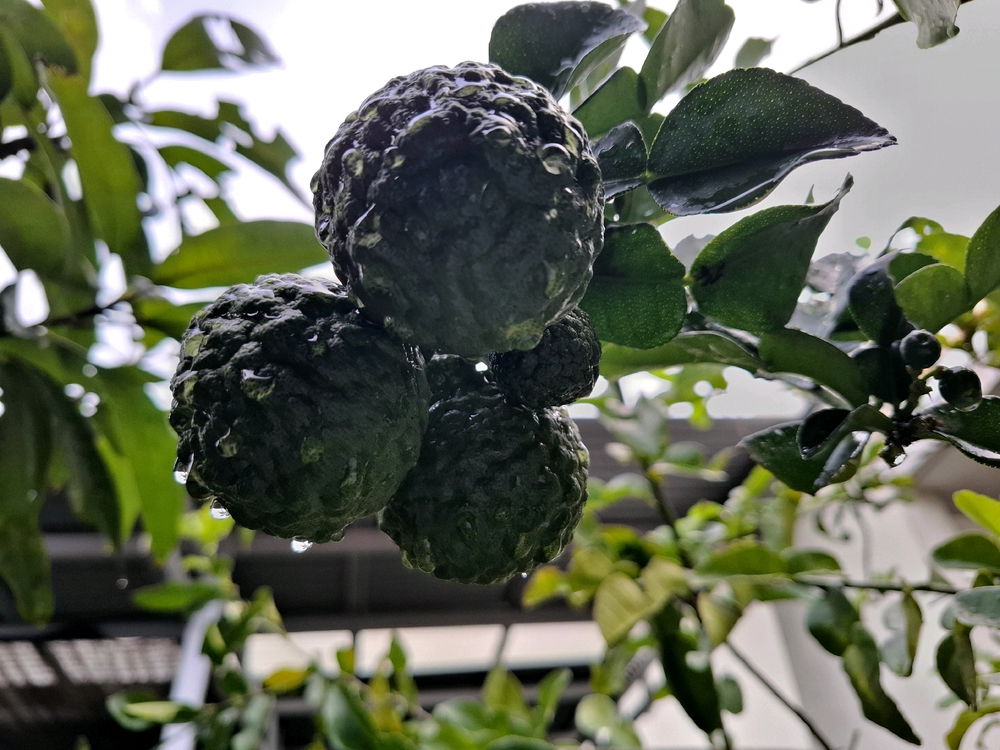 Kaffir Lime
